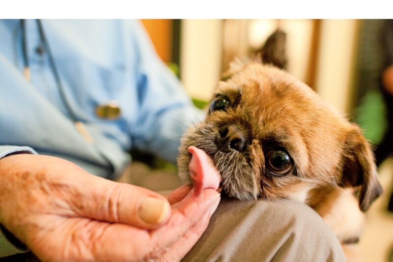 Haustier Wohnhaft bei  Senioren – Vorteile überdies Hinweise, die Selbige Ausgerechnet Beachten Sollten